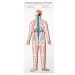 Human Nervous System Model